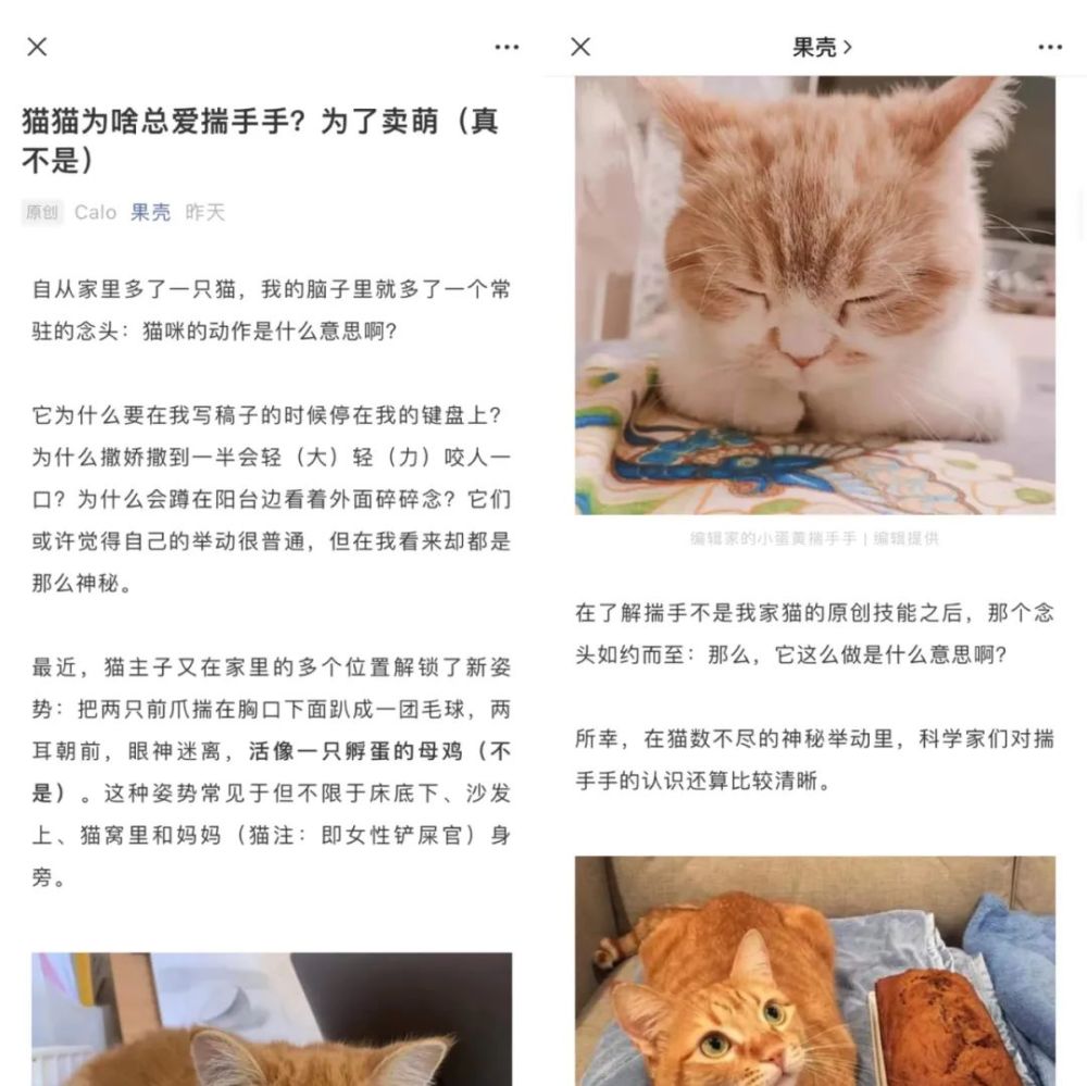 猫咪为啥总爱揣手手?"果壳"发文获1190在看|今日爆款