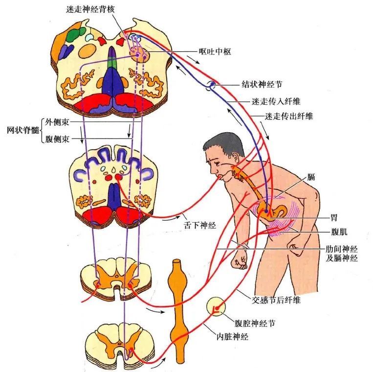 自主神经活动的基本形式—内脏反射Ⅱ