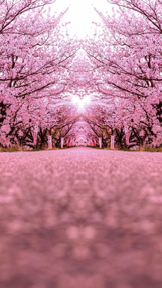 太美了!非常漂亮的武汉樱花图片和壁纸下载