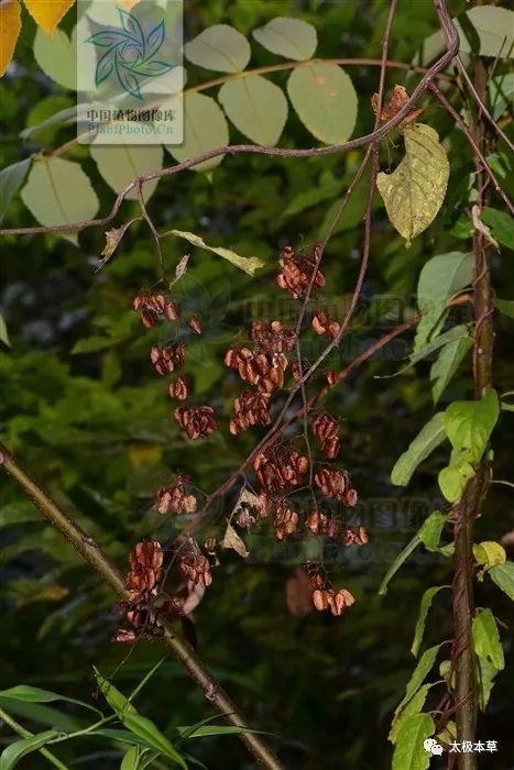 大毒!治类风湿性关节炎,风湿性关节炎