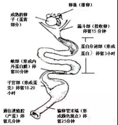 母鸡的生殖系统由卵巢和输卵管两部分组成,但是中间要经历五个部分