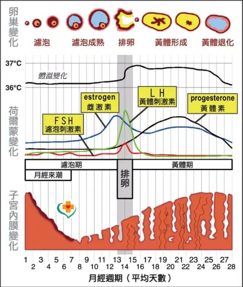 都在说生理期后一周是瘦身黄金期,我怎么发现黄体期才