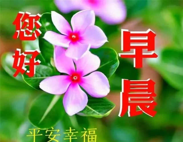 唯美春天早上好祝福语 暖心的早安问候语