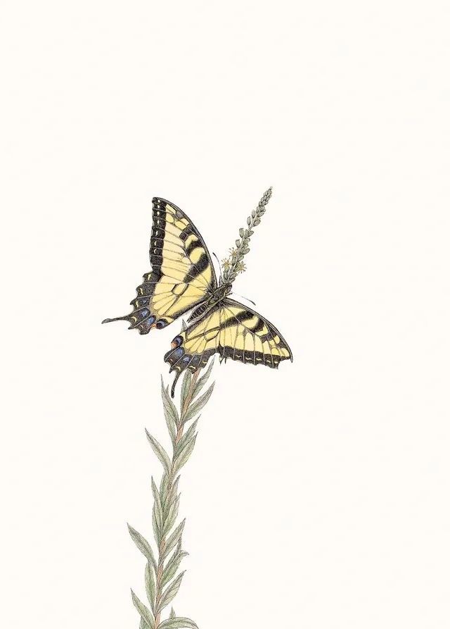 自然昆虫,蝴蝶手绘