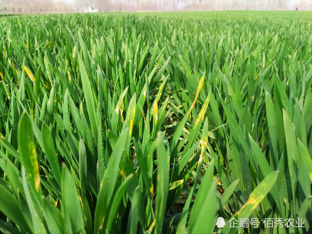 小麦拔节期,喷施什么农药能增产?有经验的农民不花冤枉钱