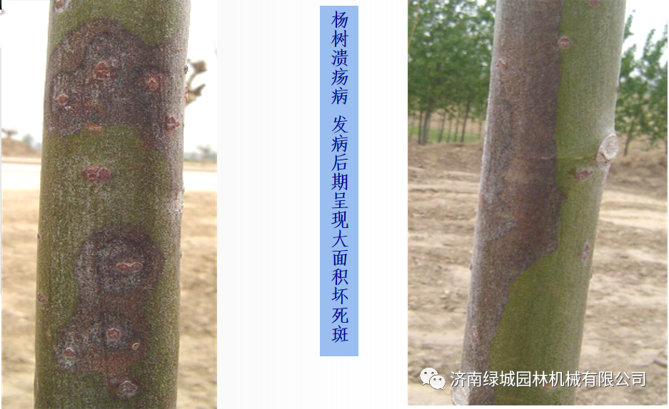 园林苗木腐烂病溃疡病的发生规律和防治技术-春季树干