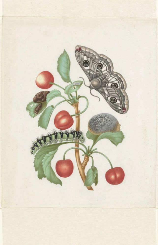 巨型孔雀蛾的蜕变-1679年-19.2x155mm-羊皮纸,水彩