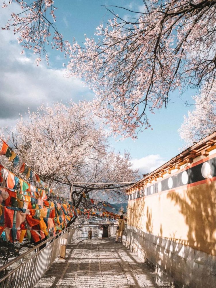 《司藤》的取景地是什么神仙地方?四月满山杜鹃花开,美成仙境!