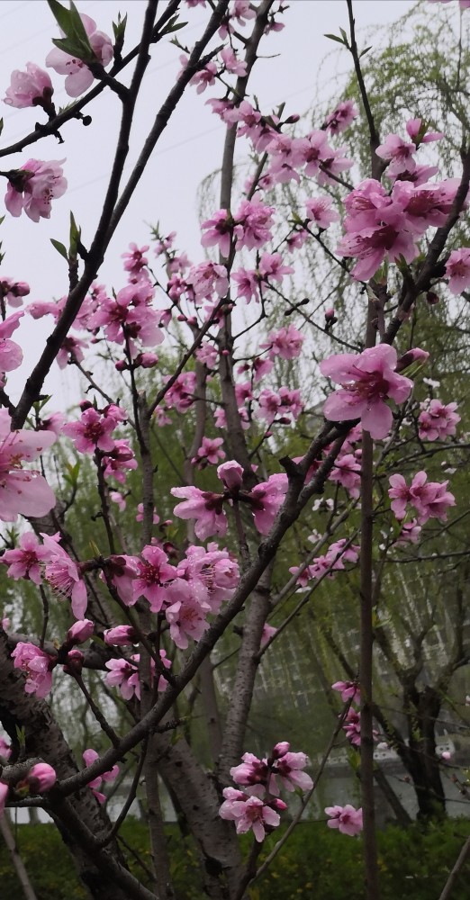 赏春雨中桃花