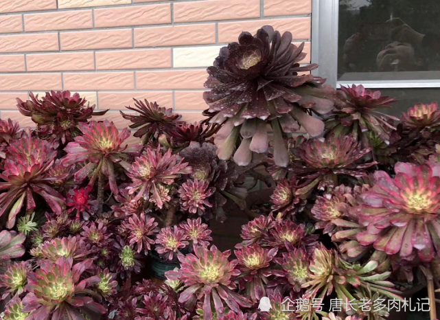 多肉法师老桩适合放在什么地方养?当然是通风好又宽敞