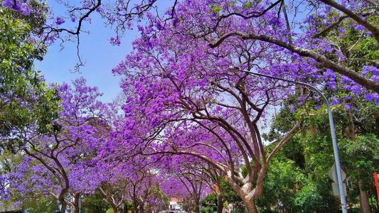1种火遍全网的蓝楹花一年开花5个月盛开像片花海