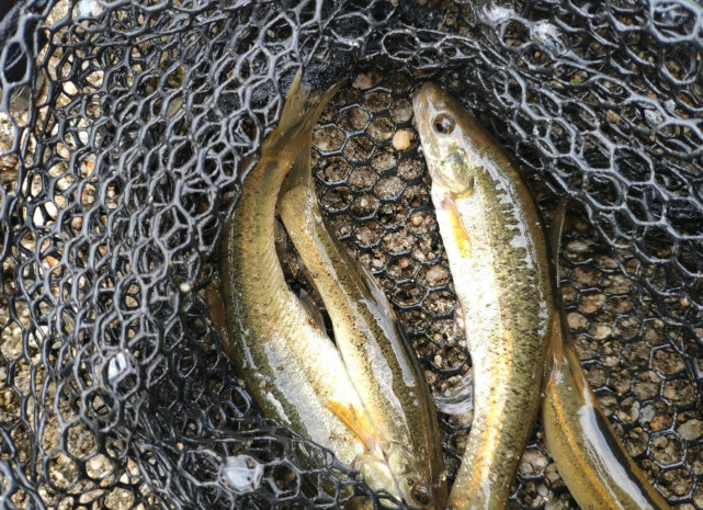 秦岭山脉里的溪流奇鱼,俗称柳根,最大可长大筷子长?