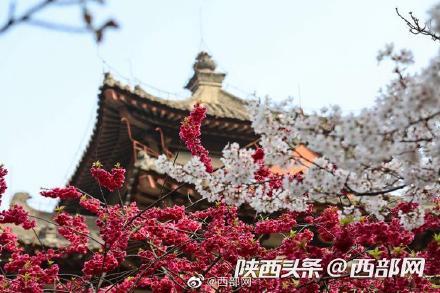 春天里的陕西丨西安青龙寺樱花盛开 引市民竞相踏春