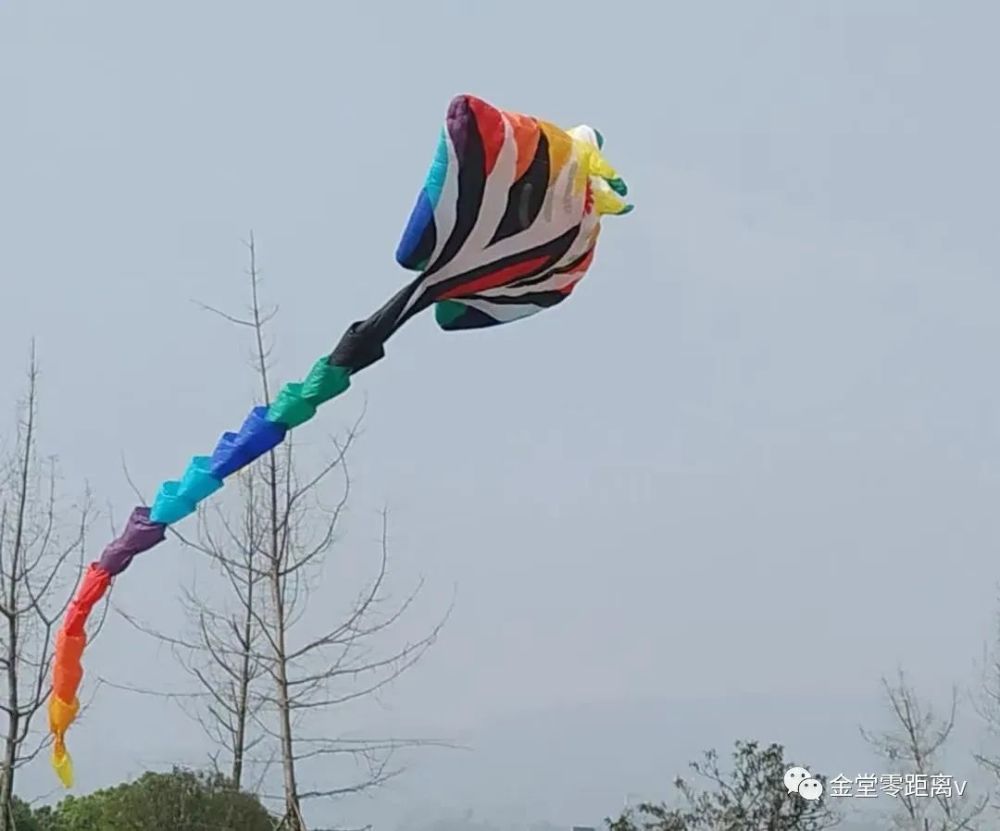 昨天,全国最大风筝齐聚金堂天空中,太壮观了!