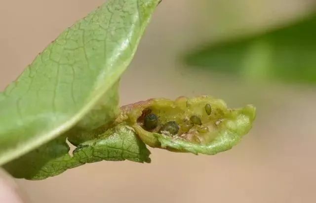 为害桃树的蚜虫主要有桃赤蚜,桃粉蚜和桃瘤蚜.