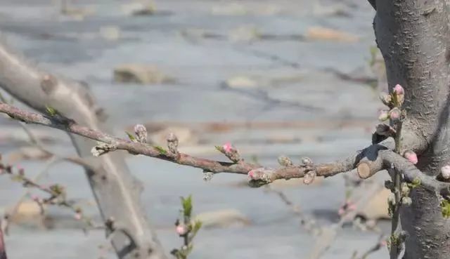 种植各地桃树开花后正是桃蚜开始爆发的时候怎么办