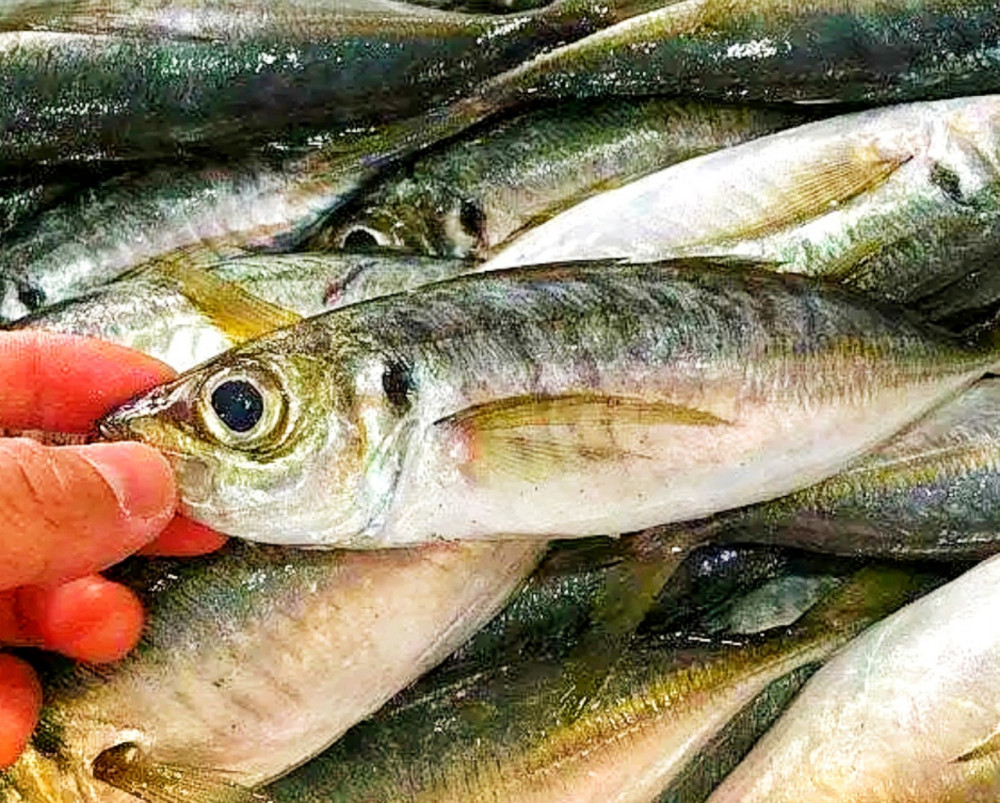 巴浪鱼是一种体型小巧的海鱼品种,福建和广东潮汕地区对巴浪鱼非常