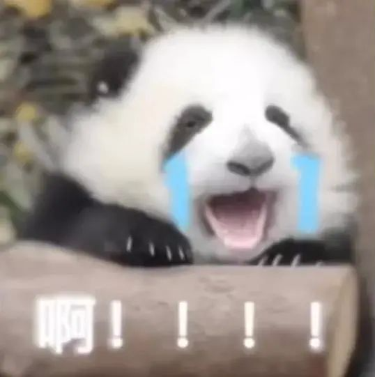 表情包|超可爱的熊猫表情包