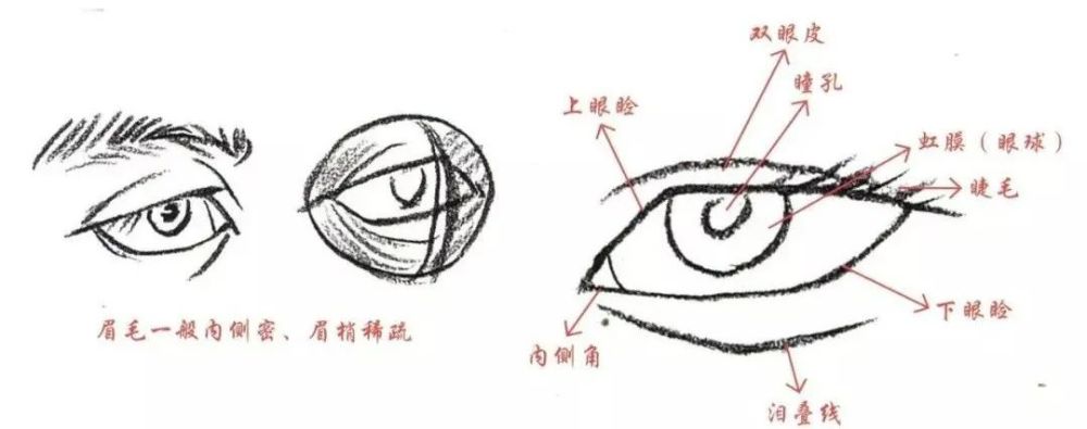眼睛的轮廓线不是一条简单的弧线,它还具有微妙的转折,虚实和方圆等
