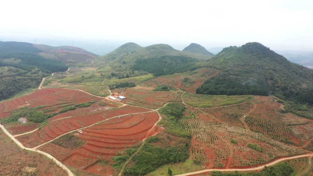 临武县香花镇:矿山添新绿 基地种树忙_腾讯新闻