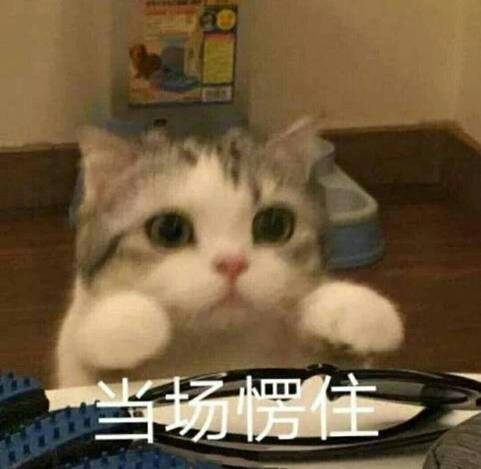 猫猫表情包:看起来大脑一片空白,实际上大脑真的一片空白