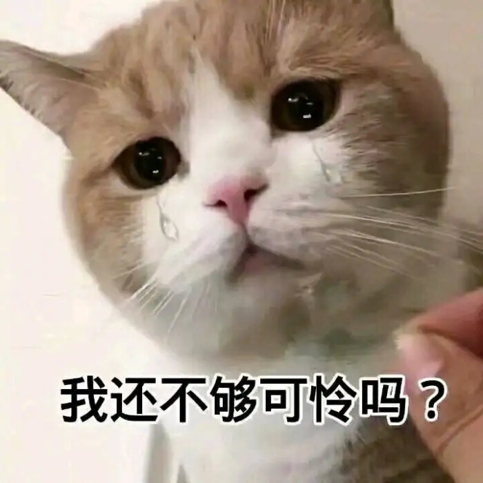 猫猫表情包:看起来大脑一片空白,实际上大脑真的一片空白