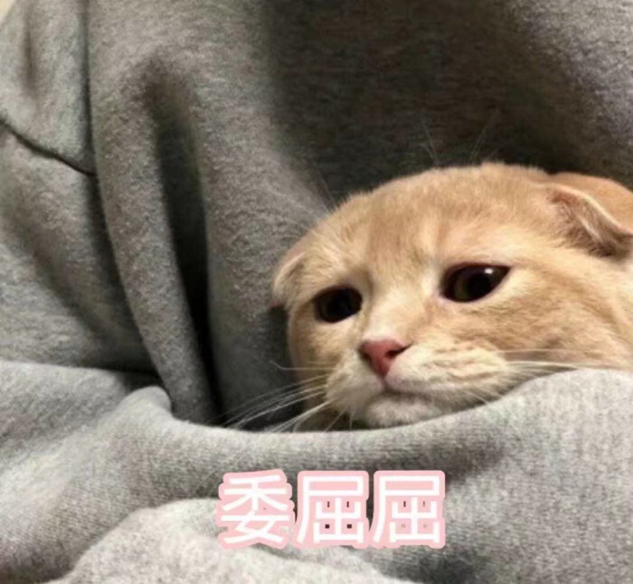 可爱猫猫表情包快乐是他们的我只有双下巴