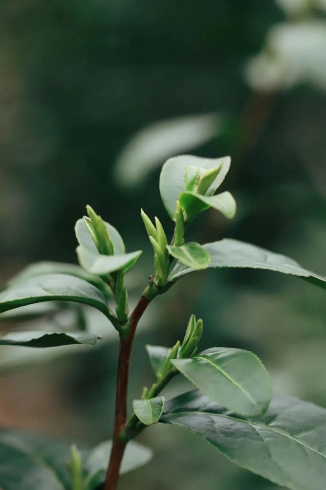 三月春茶季龙井茶的茶树品种有哪些