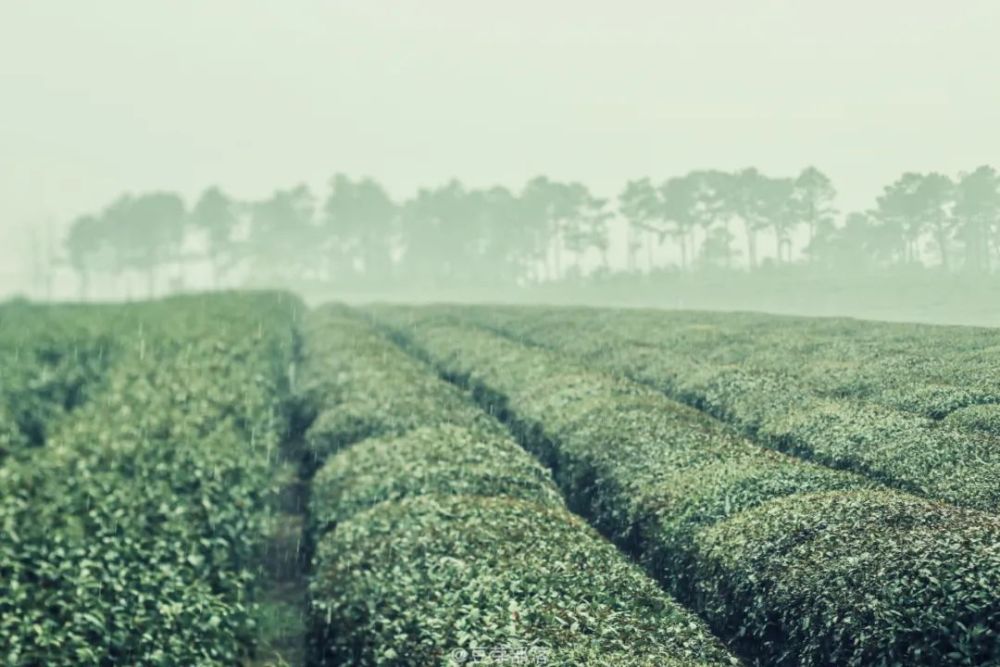 故乡酒他乡愁曲谱图片(3)