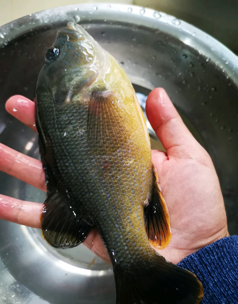 太阳鱼入侵?仙居河道有人钓起几条太阳鱼,体型肥硕,清蒸很鲜美