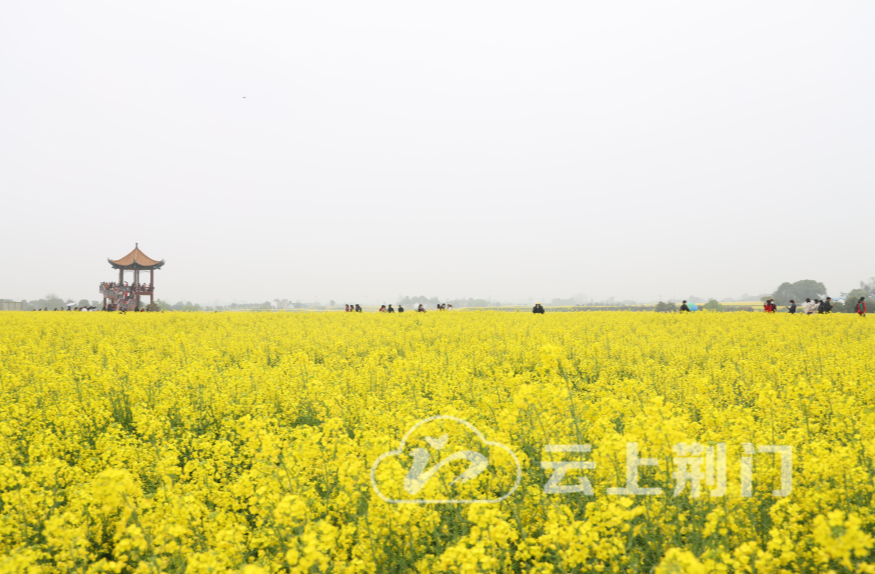 2021年湖北省油菜花节暨荆门·沙洋第十三届油菜花旅游节开幕_腾讯