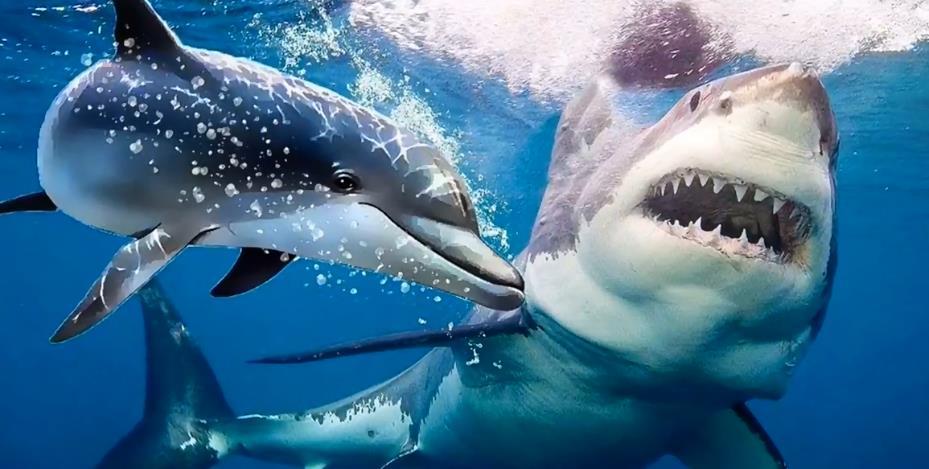为何残暴的大白鲨会害怕可爱的海豚呢?