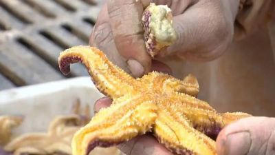 青岛胶州湾海星暴发的原因找到了捕捞还需十几天