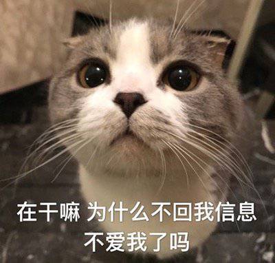 萌宠表情包:小猫咪坏心眼多着呢!