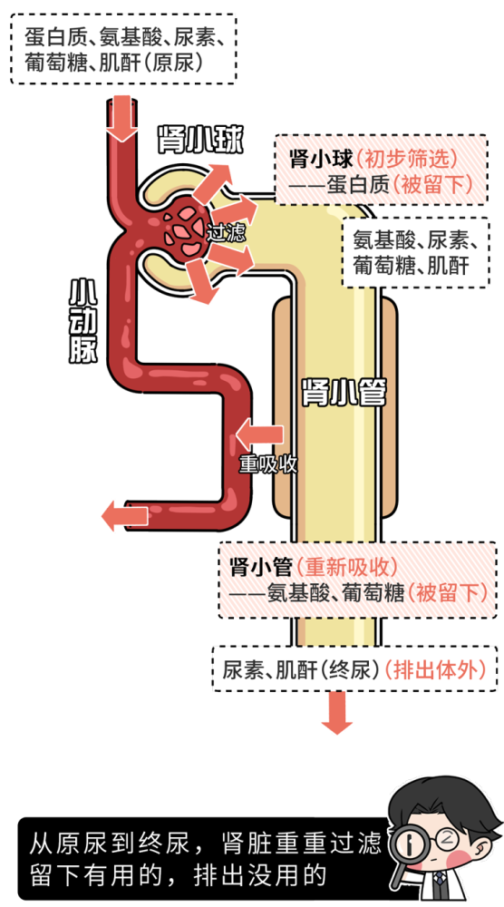 而在西医上 肾脏是主导泌尿系统的器官 它由多个肾单位组成 (肾脏的