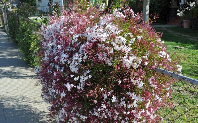 养一棵"素馨花"吧,花比叶还多,又美又香!