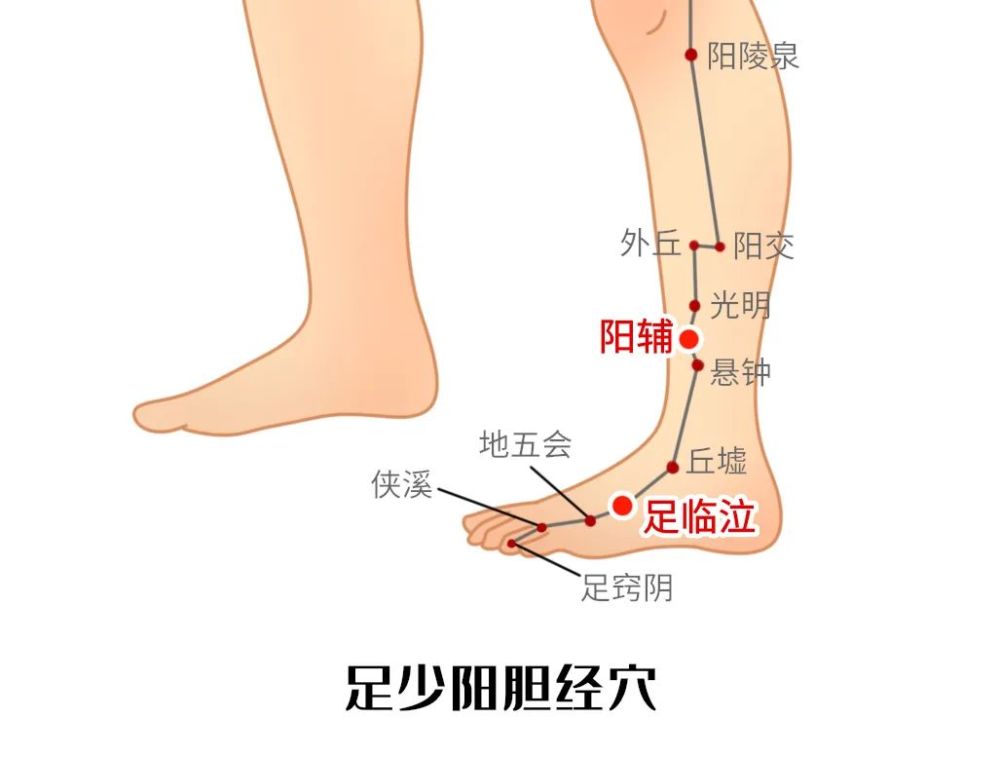 阳辅穴在小腿的外侧,脚外踝关节上方四寸的位置.