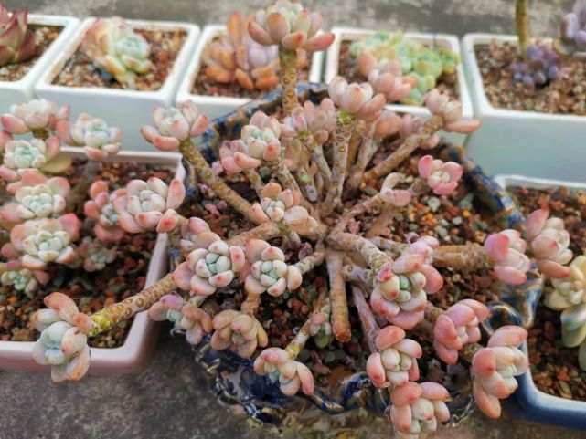 5种多肉易成小树桩,还不停的爆头,美翻了!