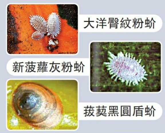 专家:合情合理|菠萝|粉蚧|蚧壳虫|台湾凤梨