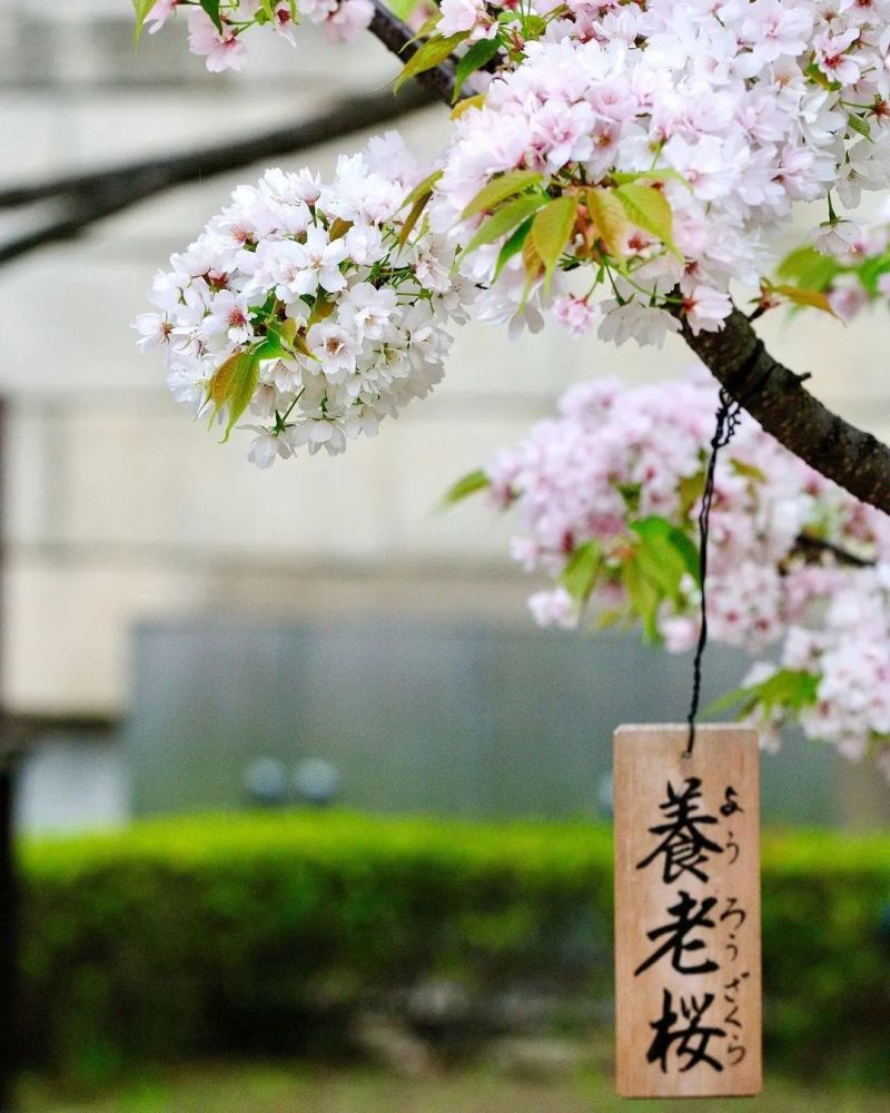 在ins里,日本2021樱花季已经开始了