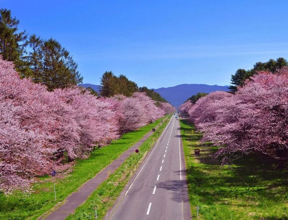 在ins里,日本2021樱花季已经开始了