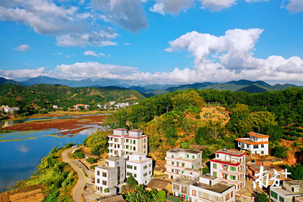 多图|高州市平山镇:荔树花开,风景如画