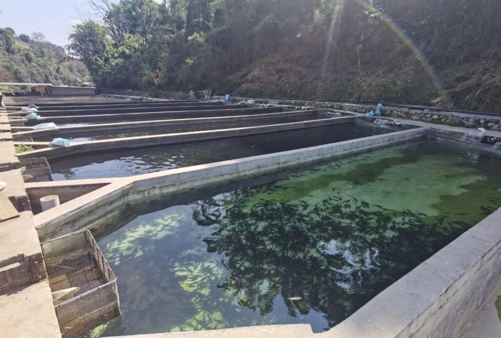 这里是盐边北部,天然泉水鱼生长的地方,欢迎品尝