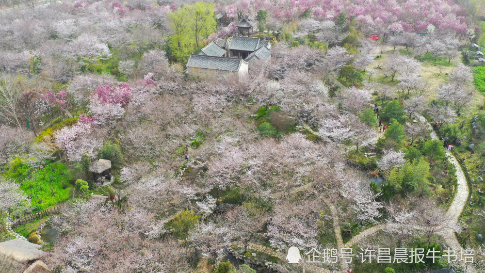 河南鄢陵:万余棵樱花争相绽放,如云似雪美不胜收