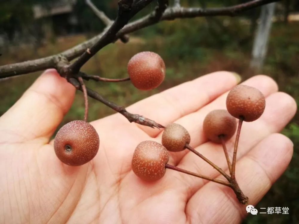 观察日记春天豆梨花秋天棠梨子