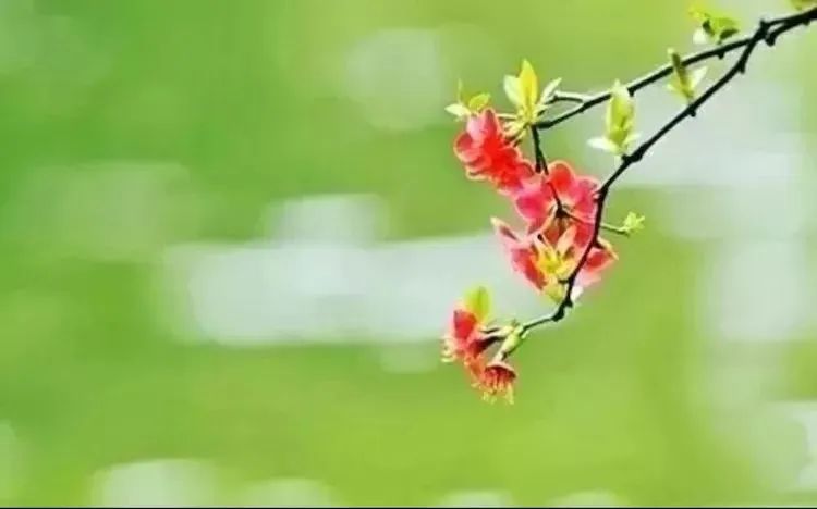 成语过什么黄花_黄花风铃木