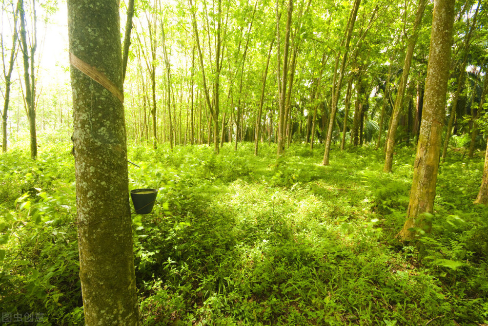 泰国橡胶局投资7亿泰铢,促进橡胶树大面积种植