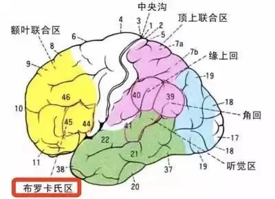 布罗卡区是大脑中语言发展的重要区域之一,负责语言编码,也就是「说