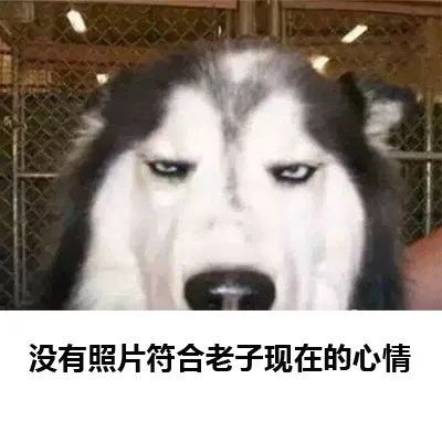 表情包:没有照片符合老子现在的心情