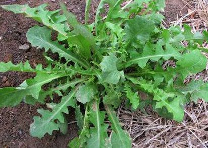 春天野菜"抗癌"排行榜,第一名竟然是它!不可思议!